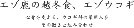エゾ鹿の越冬食、エゾウコギ｜心身を支える、ウコギ科の薬用人参 その働きと組み合わせ