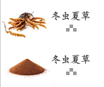 冬虫夏草
