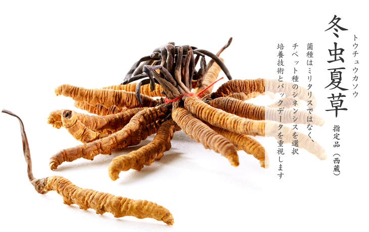 冬虫夏草(チベット)の通販と販売｜漢方卸ゑびや