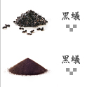 黒蟻