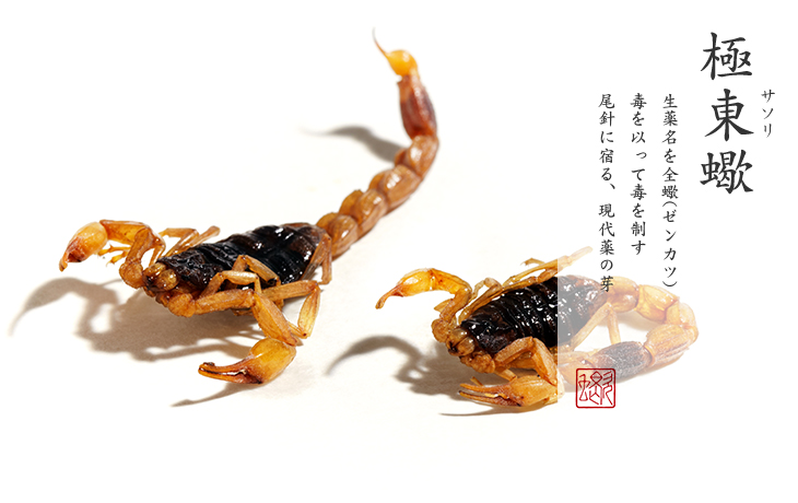 サソリ|生薬名を全蠍(ゼンカツ) 毒を以って毒を制す 尾針に宿る、現代薬の芽