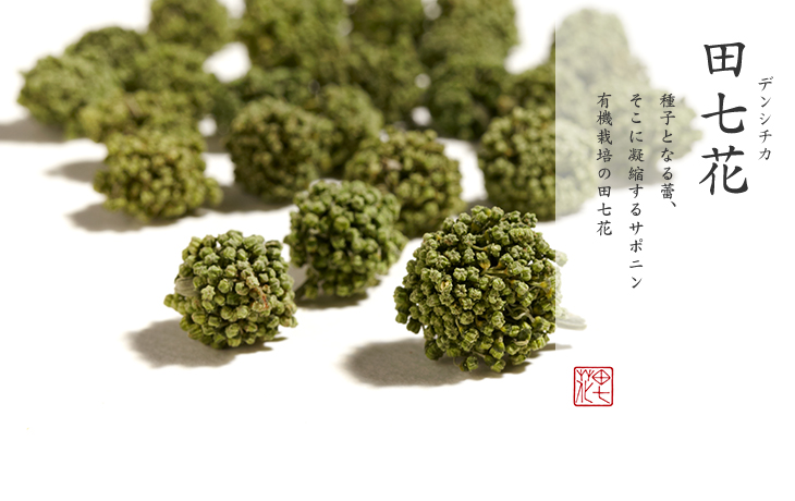 田七花|種子となる蕾、そこに凝縮するサポニン 有機栽培の田七花