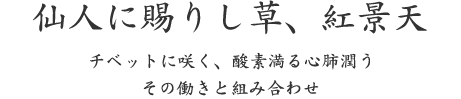 仙人に賜りし草、紅景天｜チベットに咲く、酸素満る心肺潤う その働きと組み合わせ