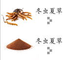 冬虫夏草