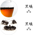 黒蟻