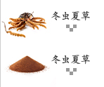 冬虫夏草