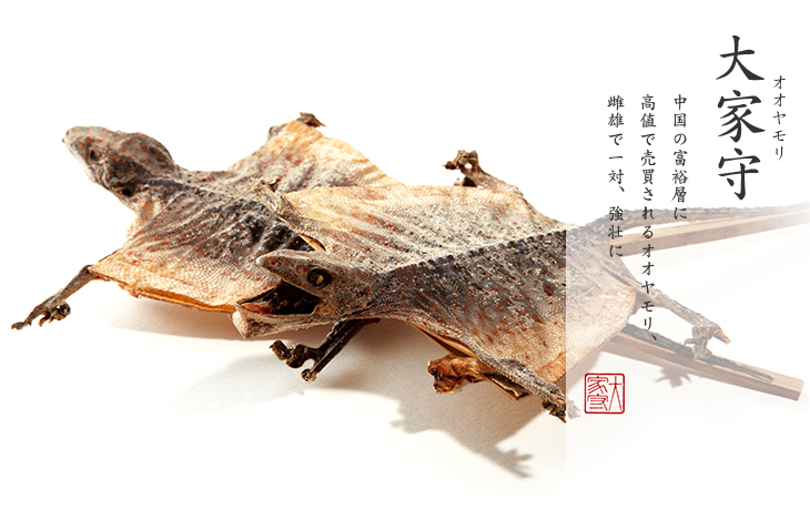 オオヤモリ|中国の富裕層に 高値で売買されるオオヤモリ、雌雄で一対、強壮に