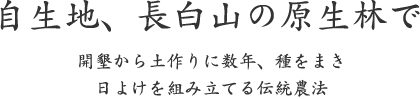 自生地、長白山の原生林で｜開墾から土作りに数年、種をまき 日よけを組み立てる伝統農法