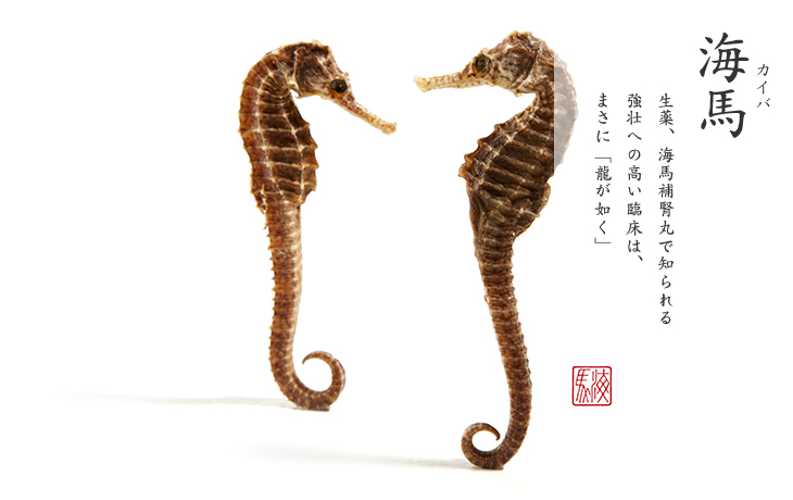 海馬|生薬、海馬補腎丸で知られる 強壮への高い臨床は、まさに「龍が如く」