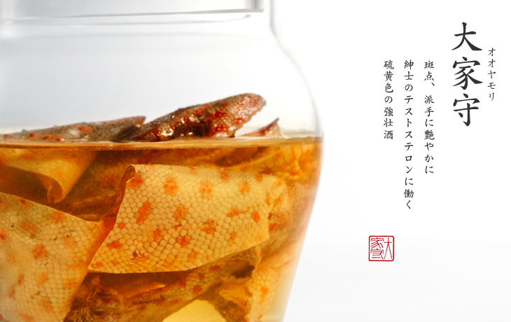 オオヤモリ|斑点、派手に艶やかに 紳士のテストステロンに働く 硫黄色の強壮酒