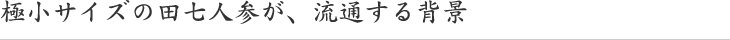 極小サイズの田七人参が、流通する背景
