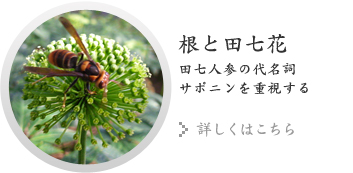 根と田七花