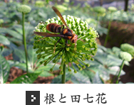 根と田七花