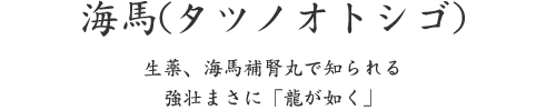 海馬、生薬、海馬補腎丸で知られる 強壮まさに「龍が如く」