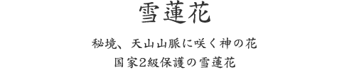 雪蓮花、秘境、天山山脈に咲く神の花 国家2級保護の雪蓮花