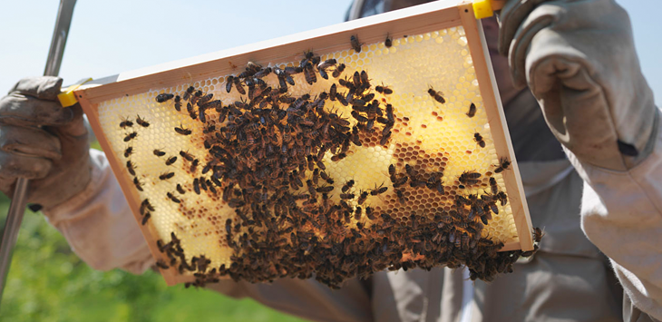 ローヤルゼリー生物濃縮する蜂の子を特定養蜂