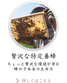贅沢な特定養蜂