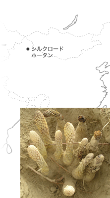 タクラマカン砂漠、シルクロードのホータンで有機認定栽培されたカンカ(砂漠人参)です。