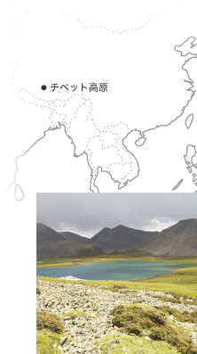 海抜4,000メートル以上のチベット高原で低酸素のなか天然自生したチベット人参(紅景天)です。