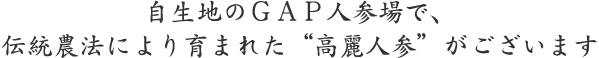 自生地のＧＡＰ人参場で、伝統農法により育まれた“高麗人参”がございます