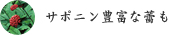 サポニン豊富な蕾も