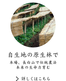 自生地の原生林で