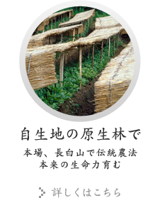 自生地の原生林で