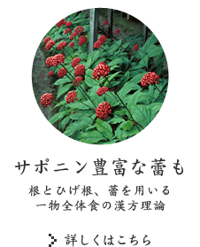 サポニン豊富な蕾も