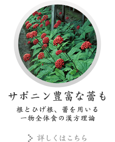 サポニン豊富な蕾も