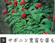 サポニン豊富な蕾も
