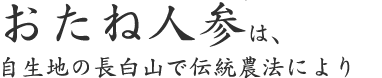 おたね人参は、 自生地の長白山で伝統農法により