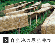 自生地の原生林で
