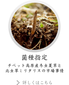 菌種指定：チベット高原産冬虫夏草